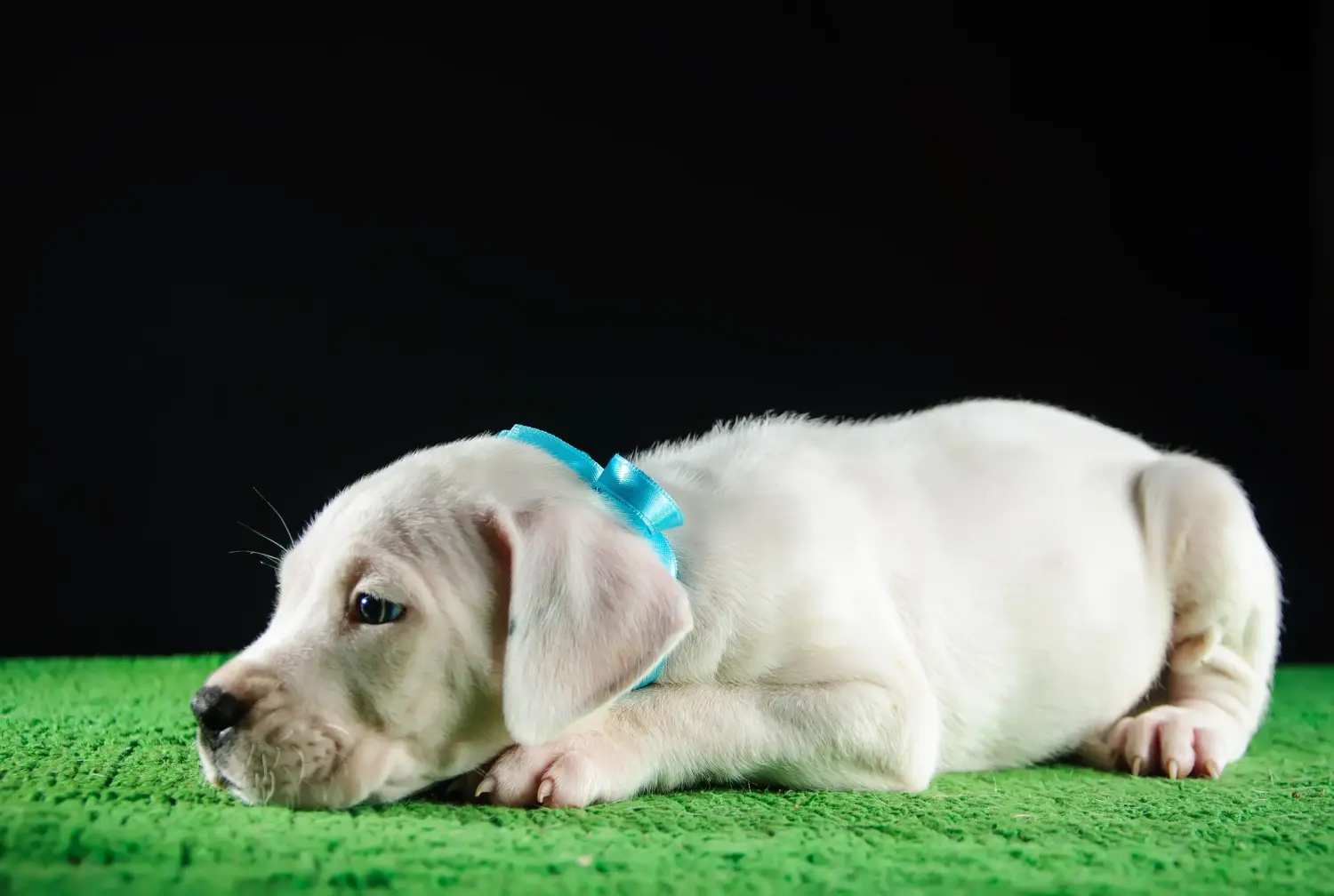 Kupno szczeniaka Dogo Argentino oznacza wzięcie na siebie odpowiedzialności! Kup szczenięta Dogo Argentino.
