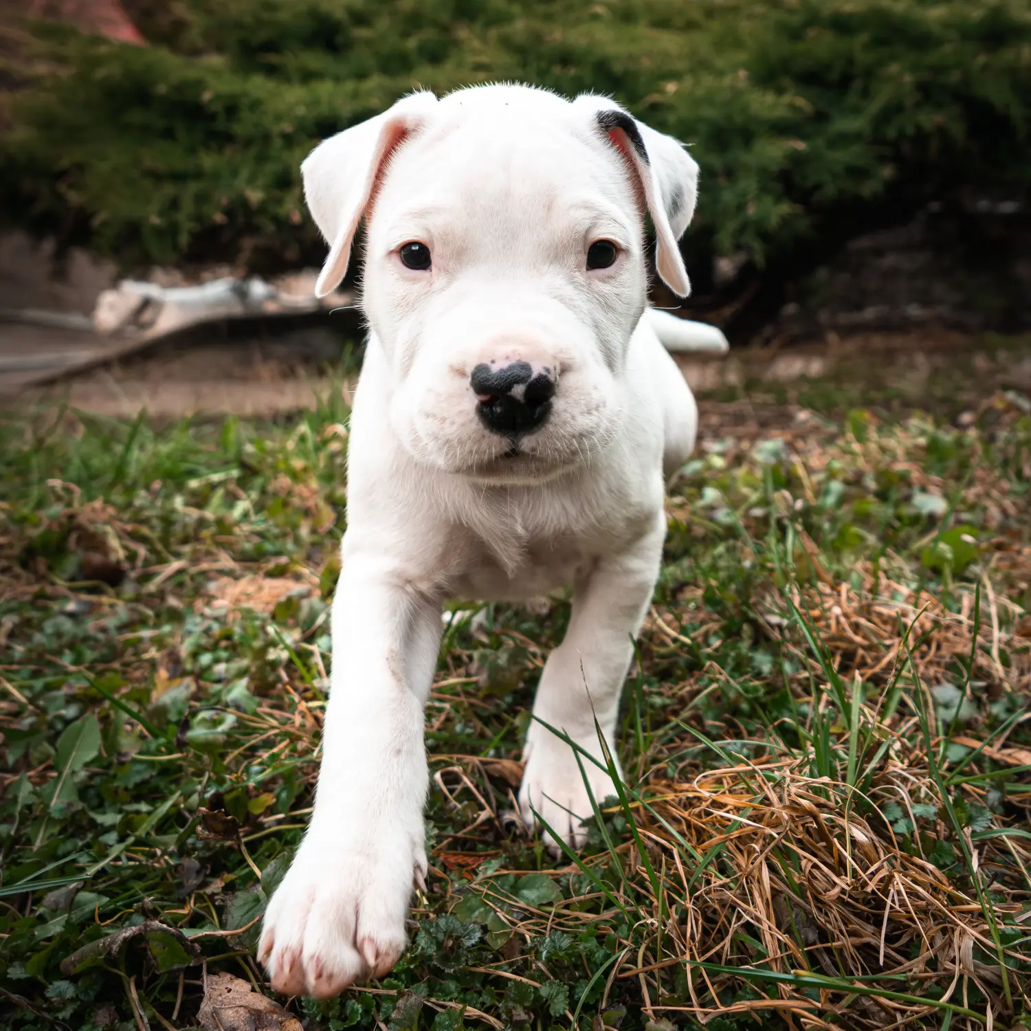 Kupno szczeniaka Dogo Argentino oznacza wzięcie na siebie odpowiedzialności! Kup szczenięta Dogo Argentino.