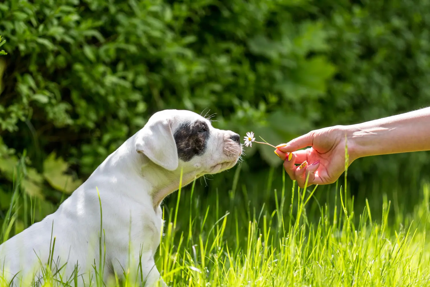 Kupno szczeniaka Dogo Argentino oznacza wzięcie na siebie odpowiedzialności! Kup szczenięta Dogo Argentino.