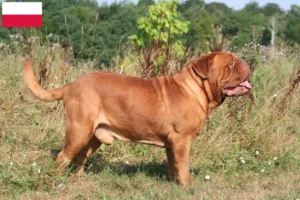 Read more about the article Hodowcy i szczenięta Dogue de Bordeaux w Polska