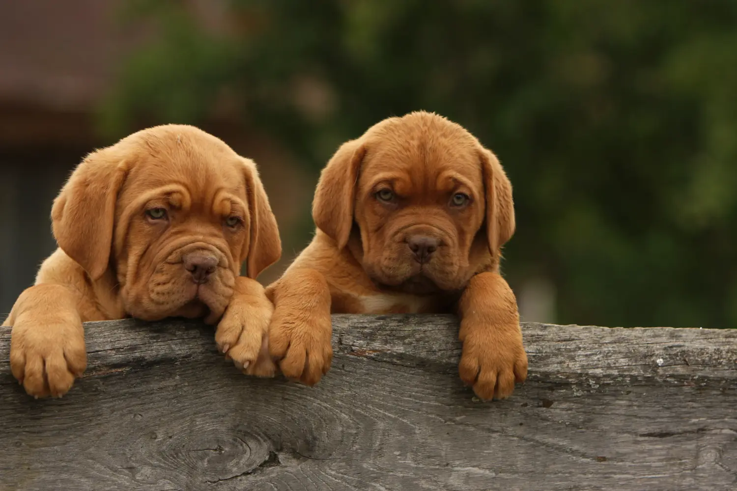 Zakup szczeniaka Dogue de Bordeaux oznacza wzięcie na siebie odpowiedzialności! Kup szczenięta Dogue de Bordeaux.
