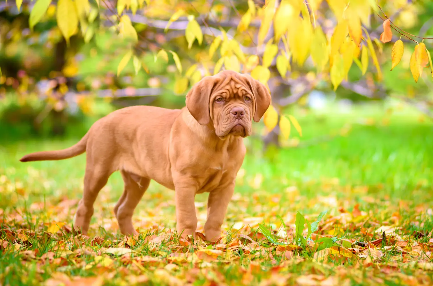 Zakup szczeniaka Dogue de Bordeaux oznacza wzięcie na siebie odpowiedzialności! Kup szczenięta Dogue de Bordeaux.
