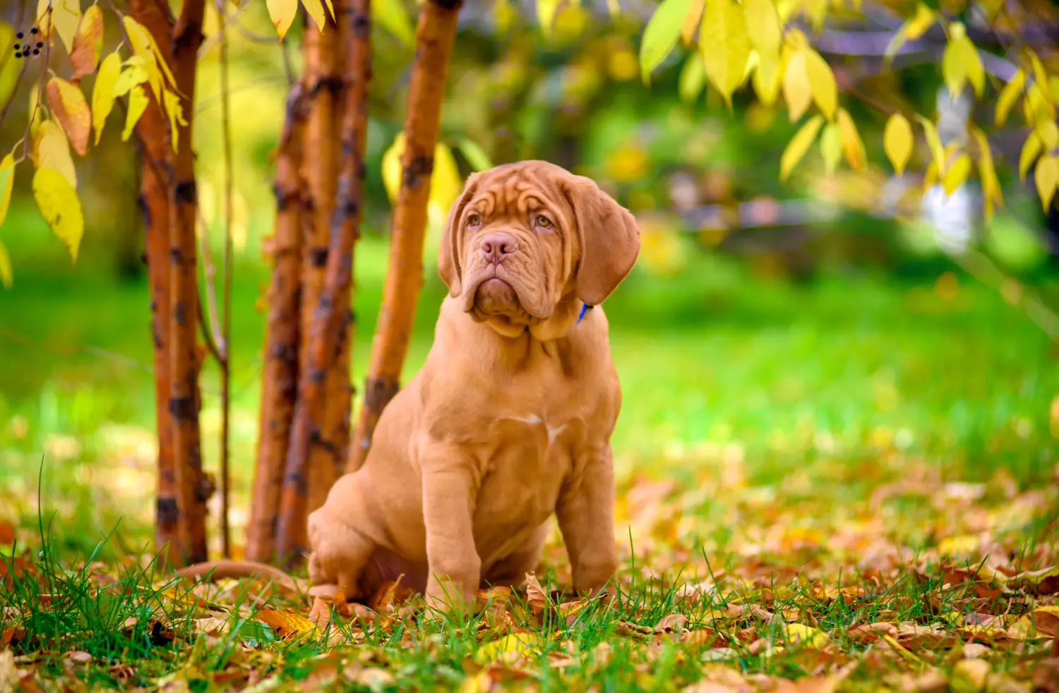 Zakup szczeniaka Dogue de Bordeaux oznacza wzięcie na siebie odpowiedzialności! Kup szczenięta Dogue de Bordeaux.