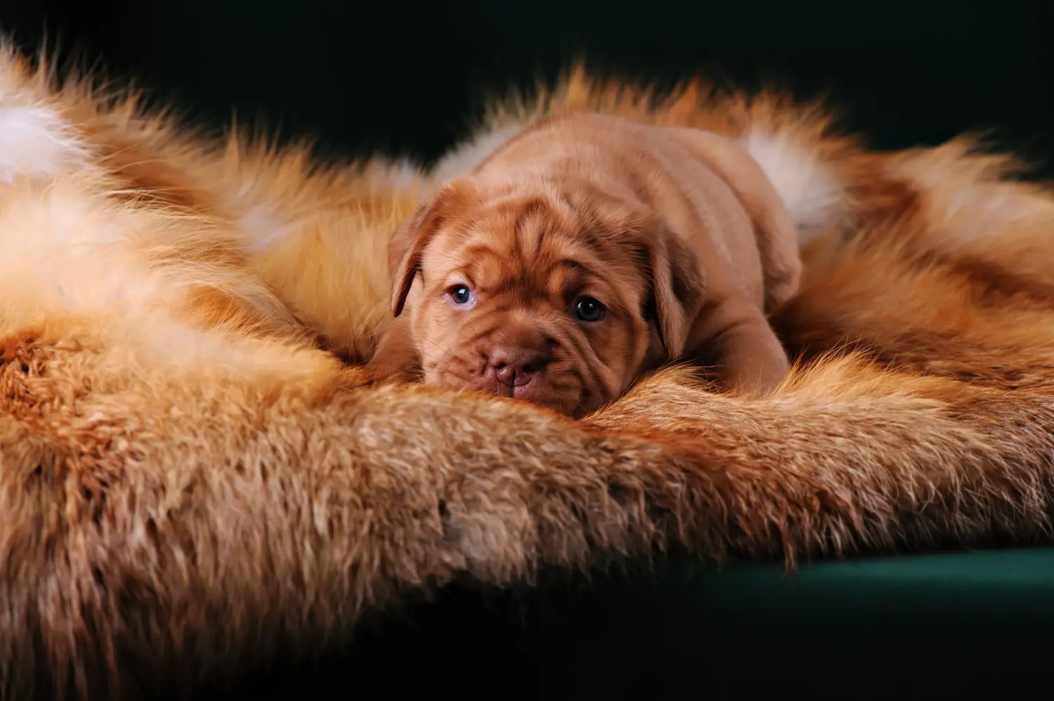 Zakup szczeniaka Dogue de Bordeaux oznacza wzięcie na siebie odpowiedzialności! Kup szczenięta Dogue de Bordeaux.