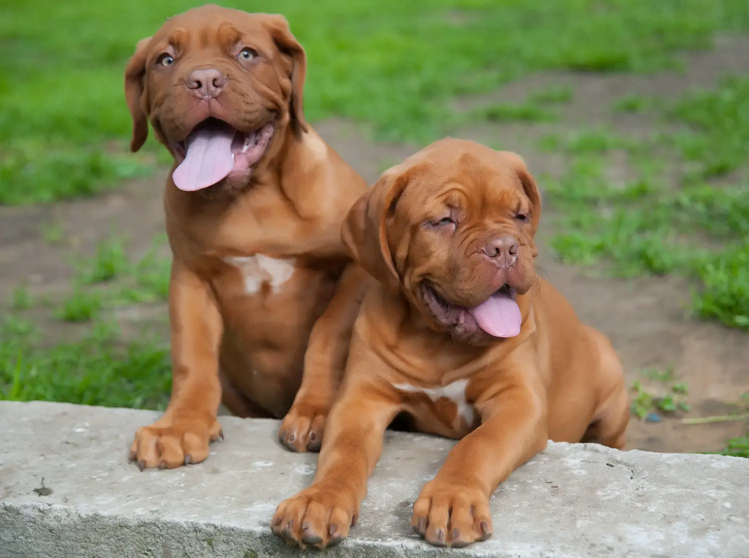Zakup szczeniaka Dogue de Bordeaux oznacza wzięcie na siebie odpowiedzialności! Kup szczenięta Dogue de Bordeaux.