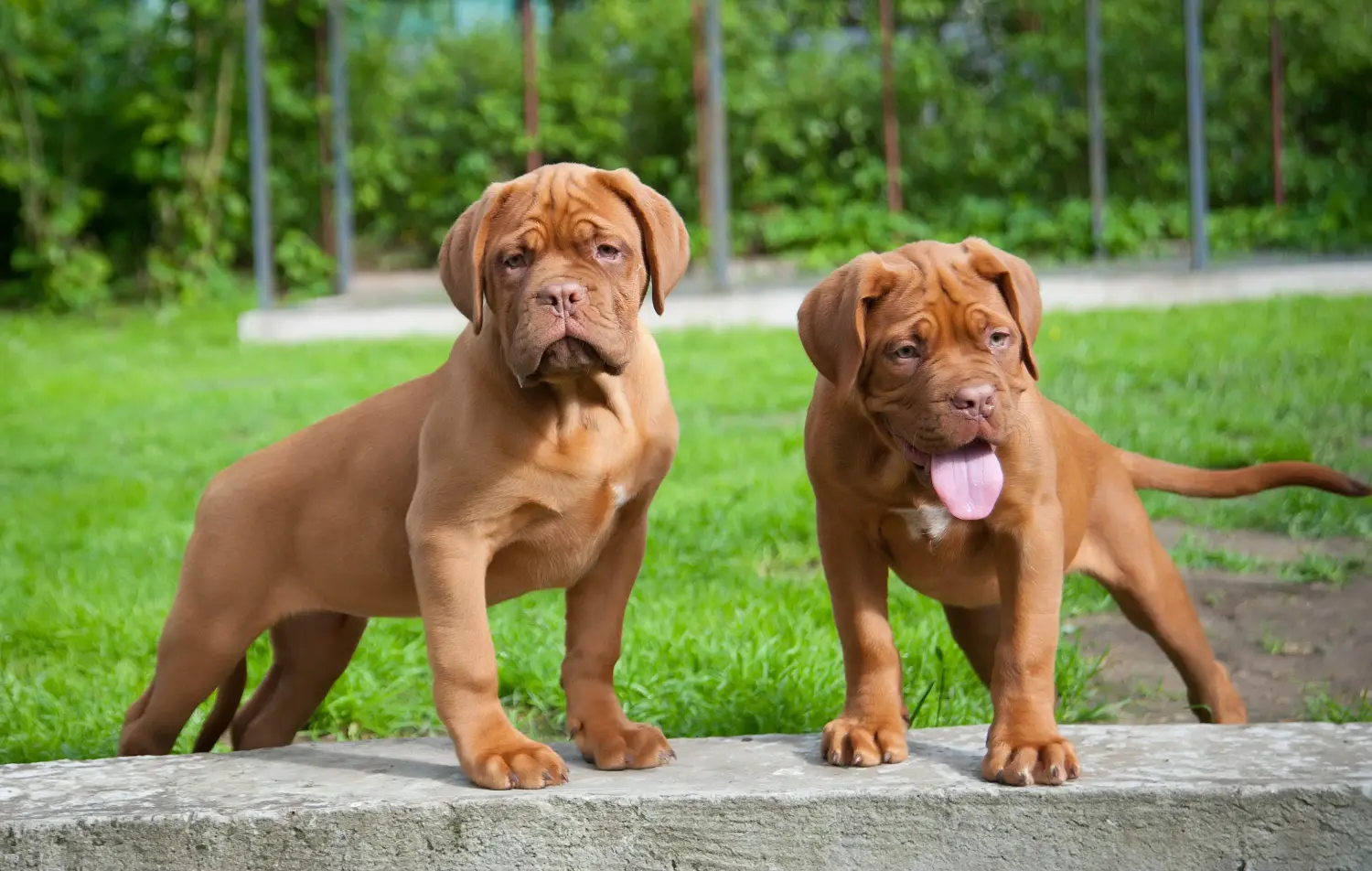 Zakup szczeniaka Dogue de Bordeaux oznacza wzięcie na siebie odpowiedzialności! Kup szczenięta Dogue de Bordeaux.