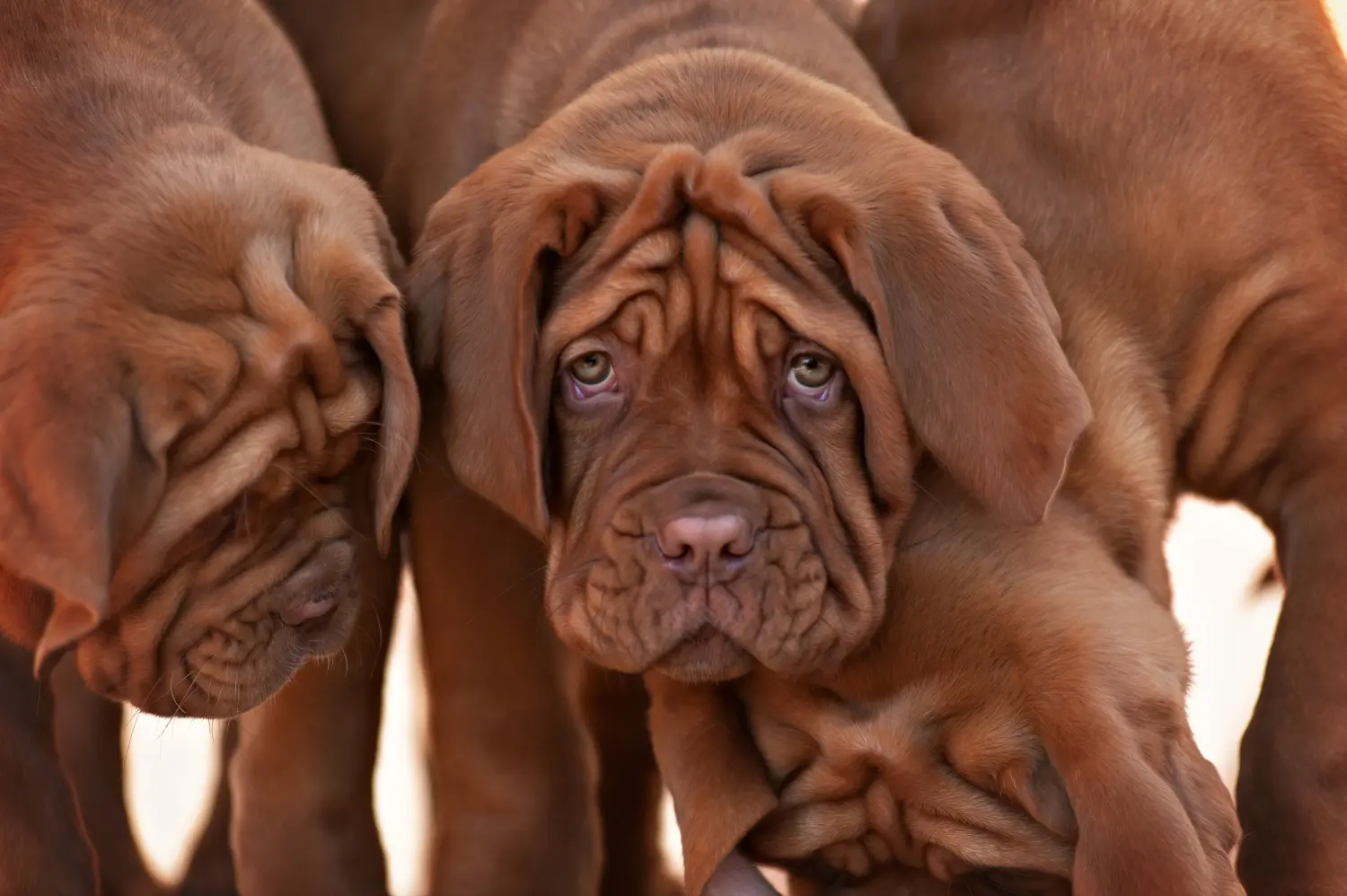 Zakup szczeniaka Dogue de Bordeaux oznacza wzięcie na siebie odpowiedzialności! Kup szczenięta Dogue de Bordeaux.