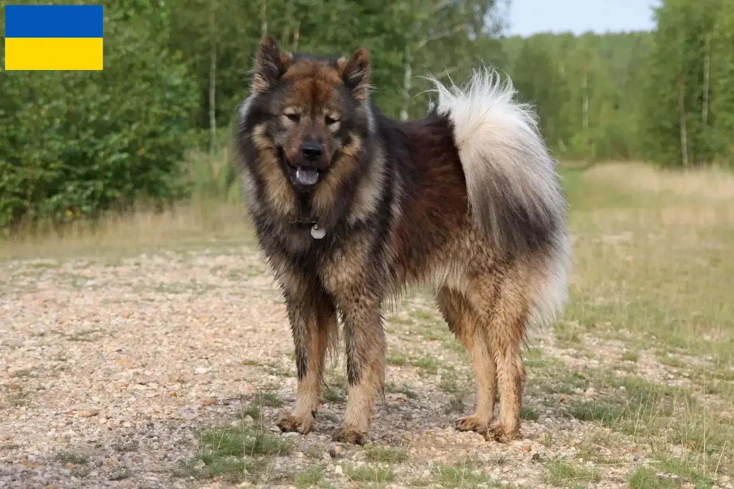 Eurasier szczenięta i hodowcy Ukraina Znajdź hodowców Eurasier w Ukraina tutaj.