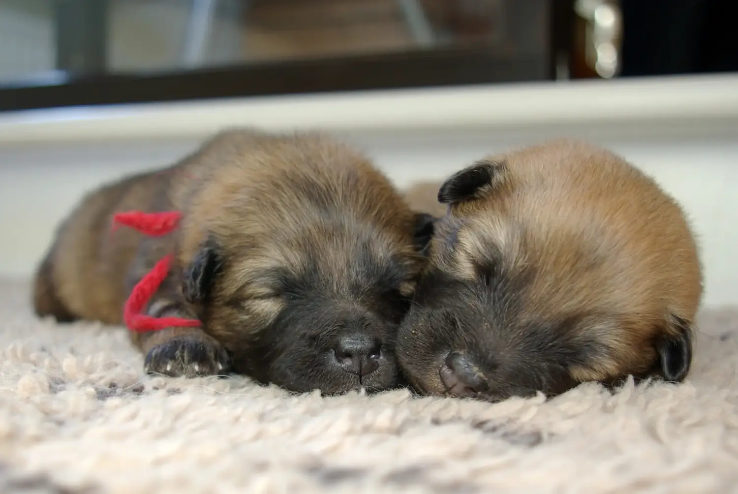 Zakup szczeniaka rasy Eurasier oznacza wzięcie na siebie odpowiedzialności! Kup szczenięta Eurasier.
