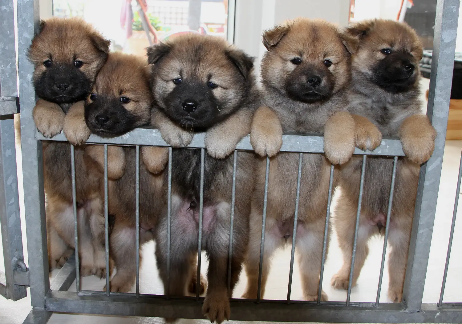 Zakup szczeniaka rasy Eurasier oznacza wzięcie na siebie odpowiedzialności! Kup szczenięta Eurasier.