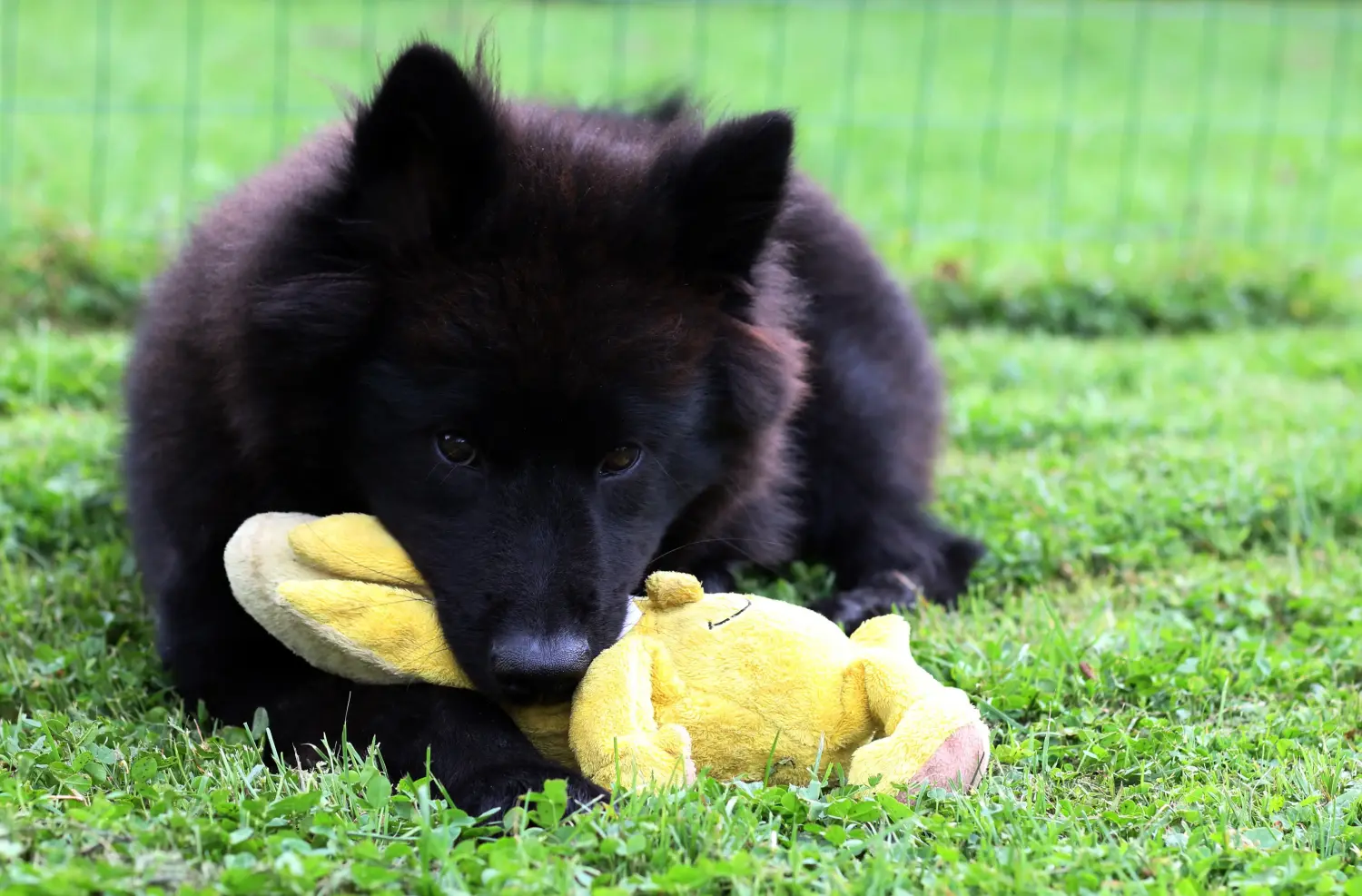 Zakup szczeniaka rasy Eurasier oznacza wzięcie na siebie odpowiedzialności! Kup szczenięta Eurasier.