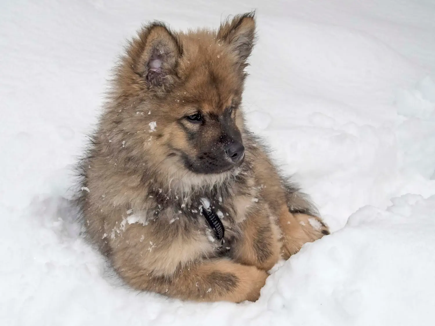 Zakup szczeniaka rasy Eurasier oznacza wzięcie na siebie odpowiedzialności! Kup szczenięta Eurasier.