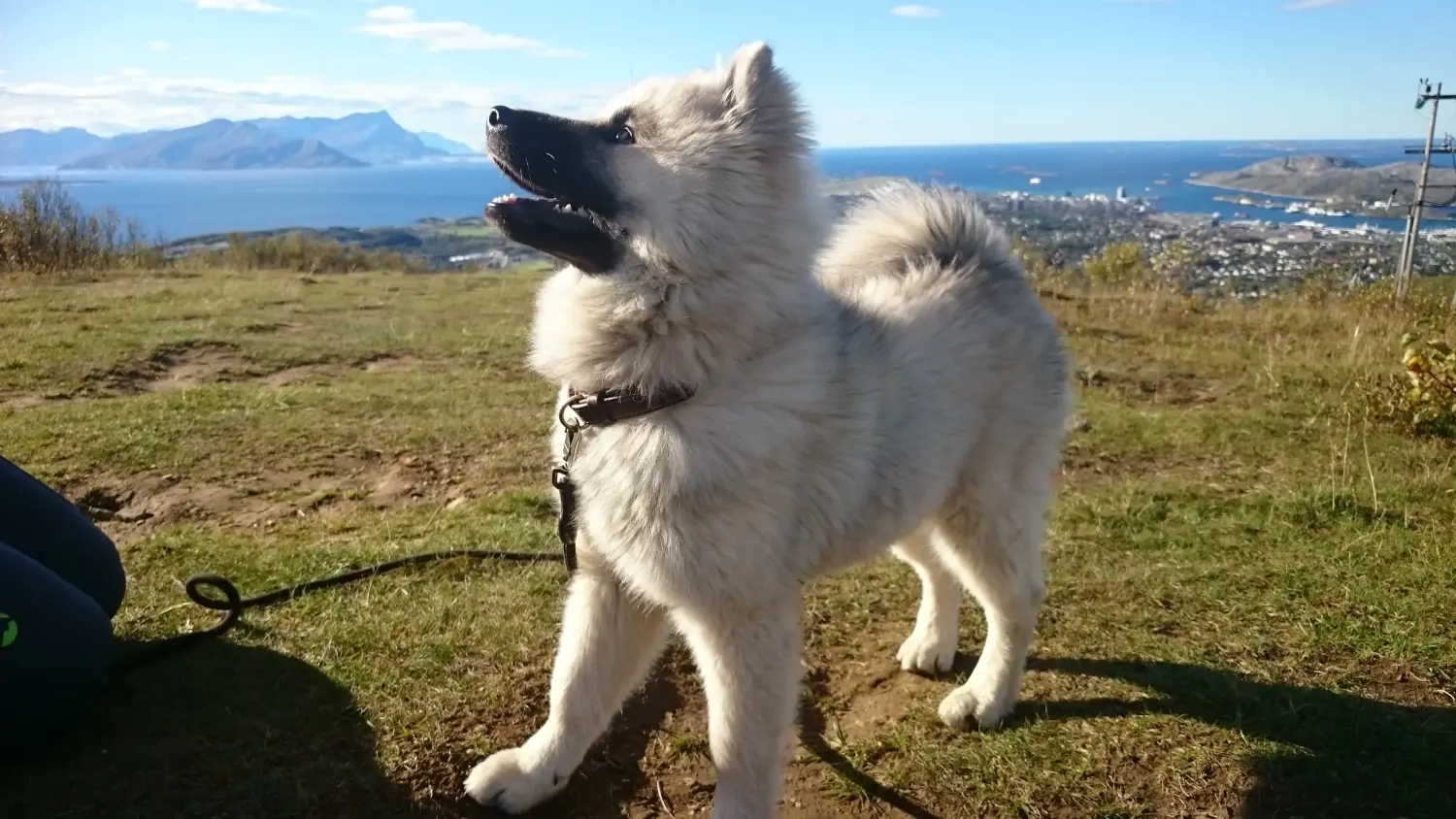 Zakup szczeniaka rasy Eurasier oznacza wzięcie na siebie odpowiedzialności! Kup szczenięta Eurasier.