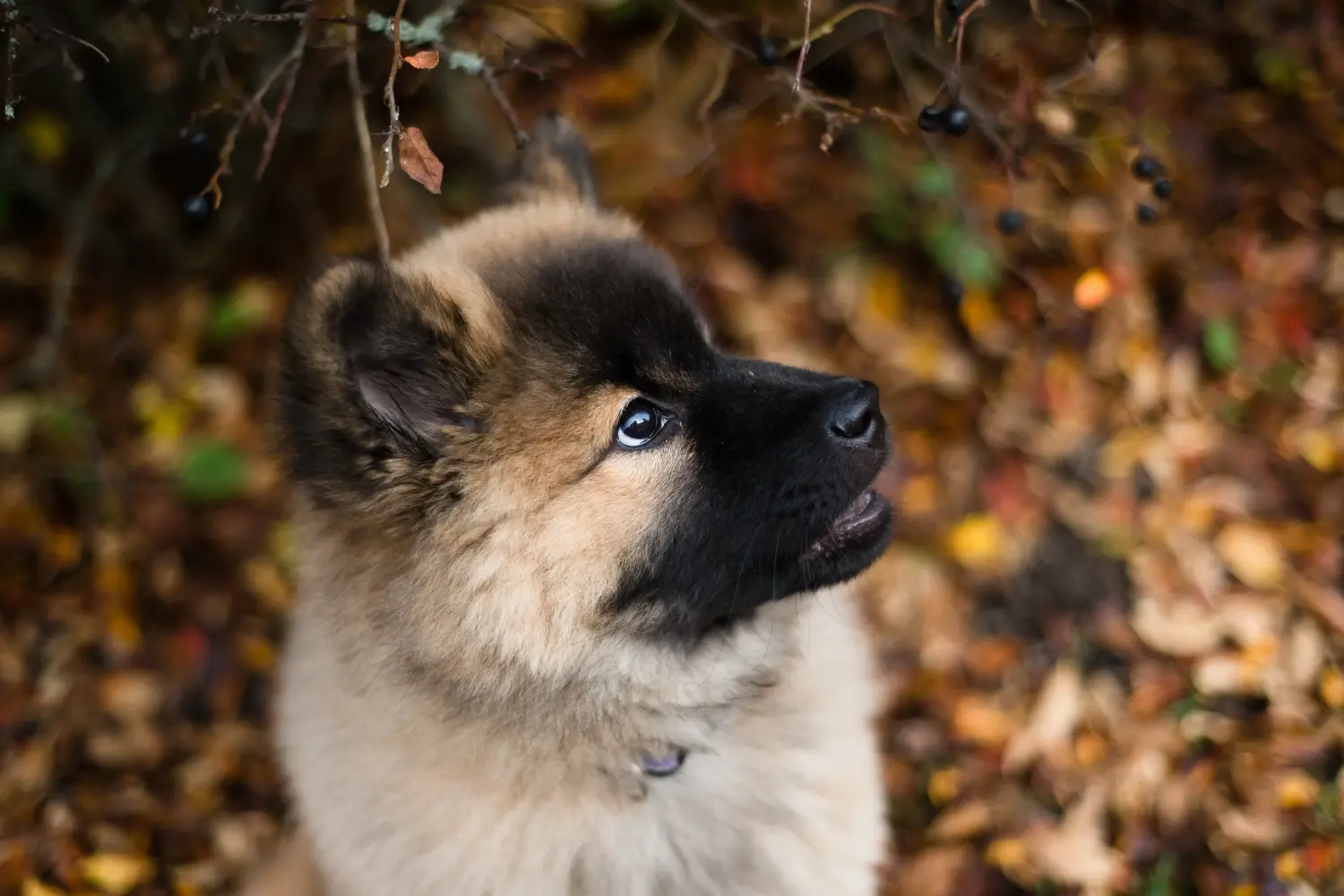 Zakup szczeniaka rasy Eurasier oznacza wzięcie na siebie odpowiedzialności! Kup szczenięta Eurasier.