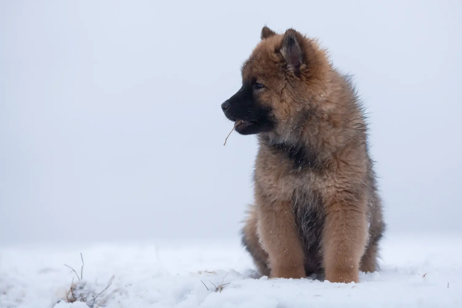 Zakup szczeniaka rasy Eurasier oznacza wzięcie na siebie odpowiedzialności! Kup szczenięta Eurasier.