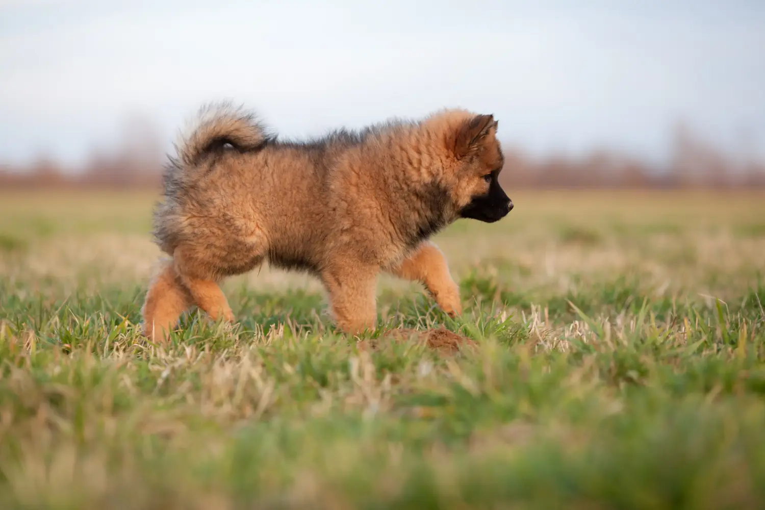 Zakup szczeniaka rasy Eurasier oznacza wzięcie na siebie odpowiedzialności! Kup szczenięta Eurasier.