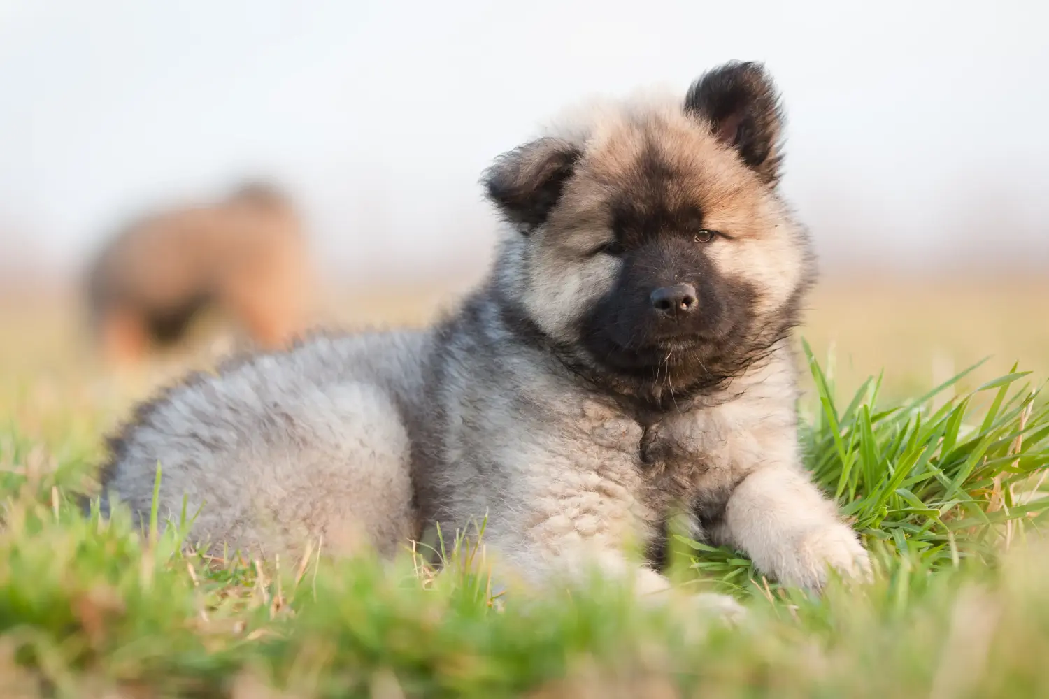 Zakup szczeniaka rasy Eurasier oznacza wzięcie na siebie odpowiedzialności! Kup szczenięta Eurasier.