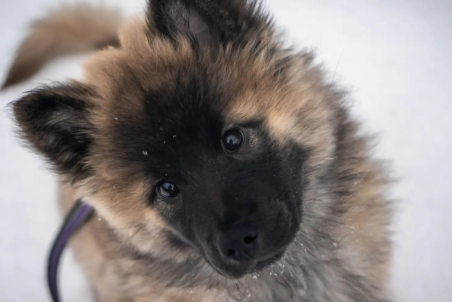 Zakup szczeniaka rasy Eurasier oznacza wzięcie na siebie odpowiedzialności! Kup szczenięta Eurasier.