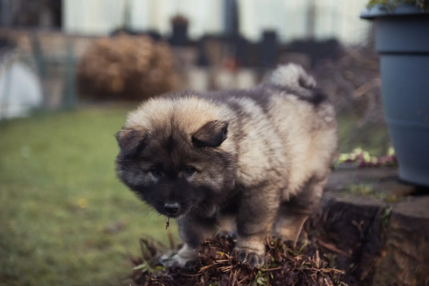 Zakup szczeniaka rasy Eurasier oznacza wzięcie na siebie odpowiedzialności! Kup szczenięta Eurasier.