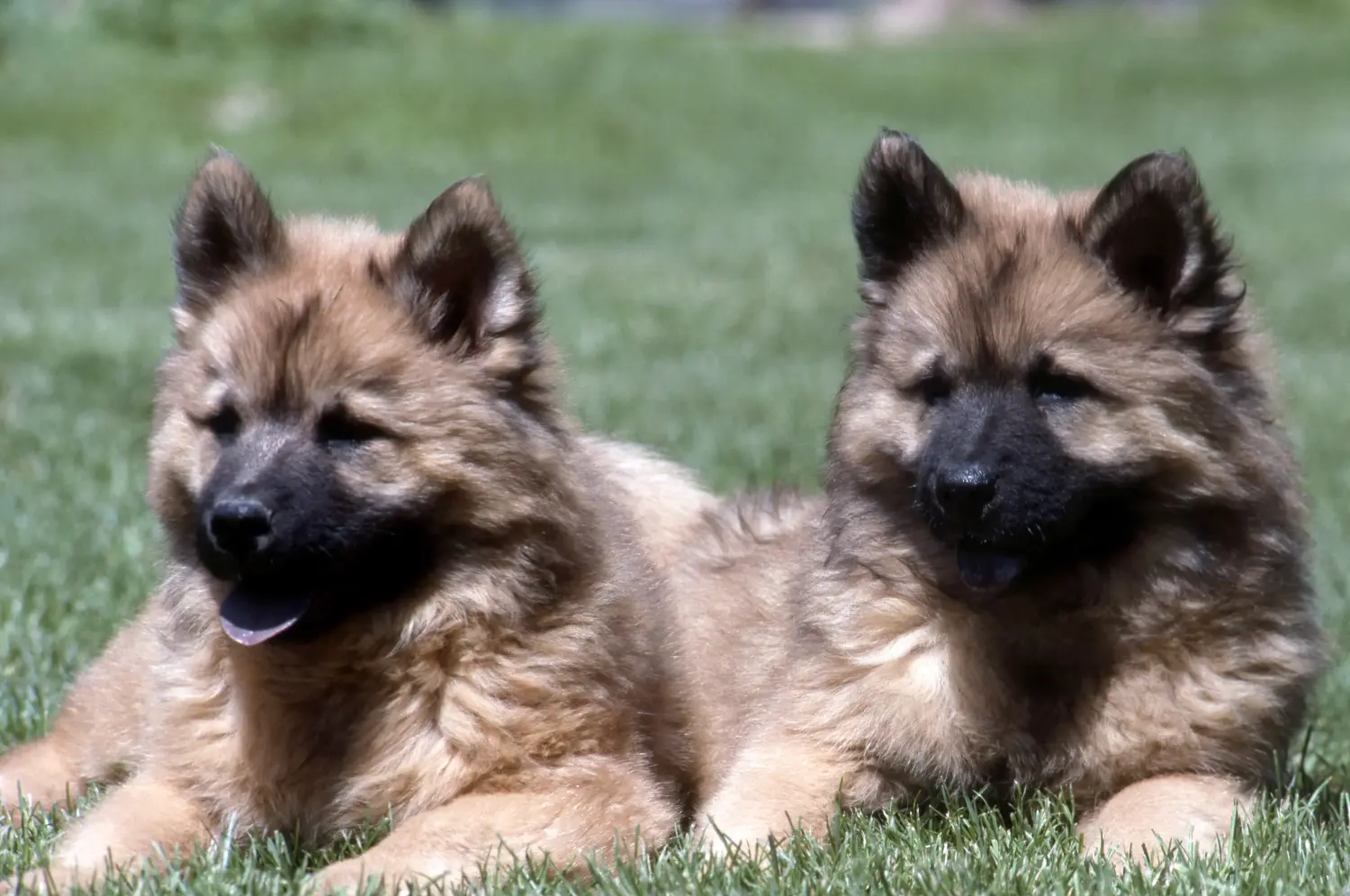 Zakup szczeniaka rasy Eurasier oznacza wzięcie na siebie odpowiedzialności! Kup szczenięta Eurasier.