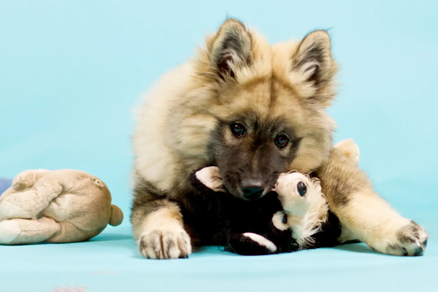 Zakup szczeniaka rasy Eurasier oznacza wzięcie na siebie odpowiedzialności! Kup szczenięta Eurasier.