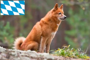 Read more about the article Hodowcy i szczenięta Finnenspitz w Bawaria