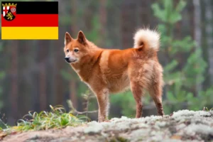 Read more about the article Hodowcy i szczenięta Finnenspitz w Nadrenia-Palatynat