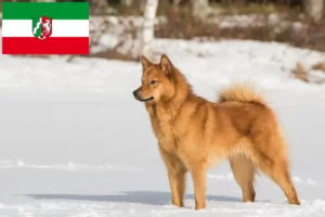 Read more about the article Hodowcy i szczenięta Finnenspitz w Nadrenia Północna-Westfalia