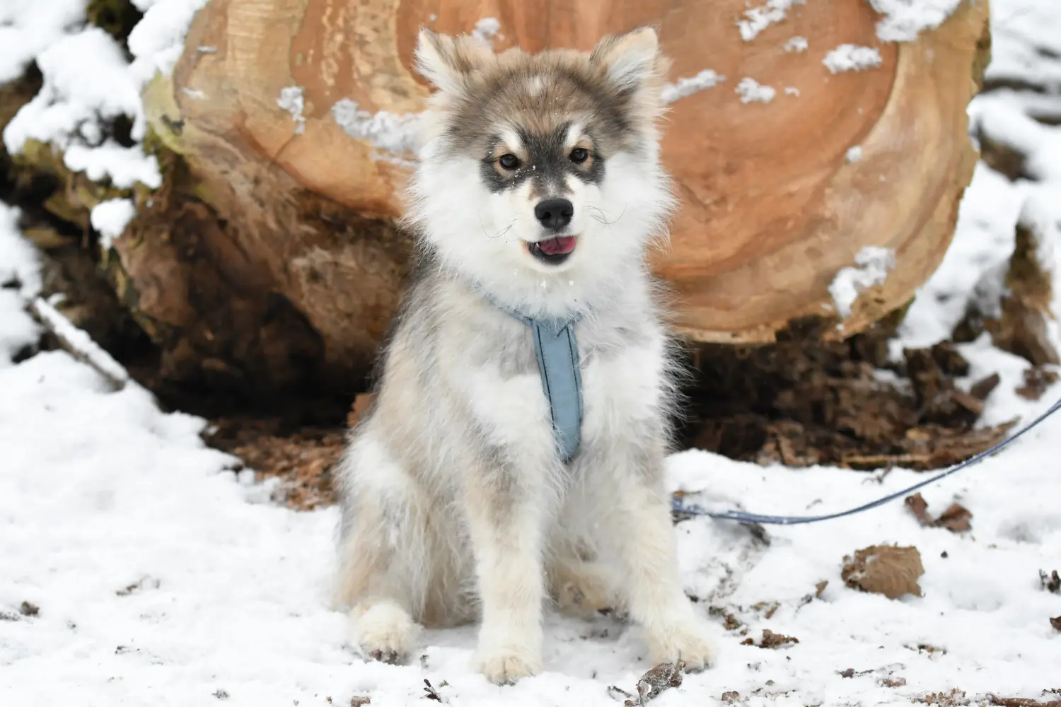 Kupno szczeniaka rasy lapphund fiński oznacza wzięcie na siebie odpowiedzialności! Kup fińskie szczenięta Lapphund.