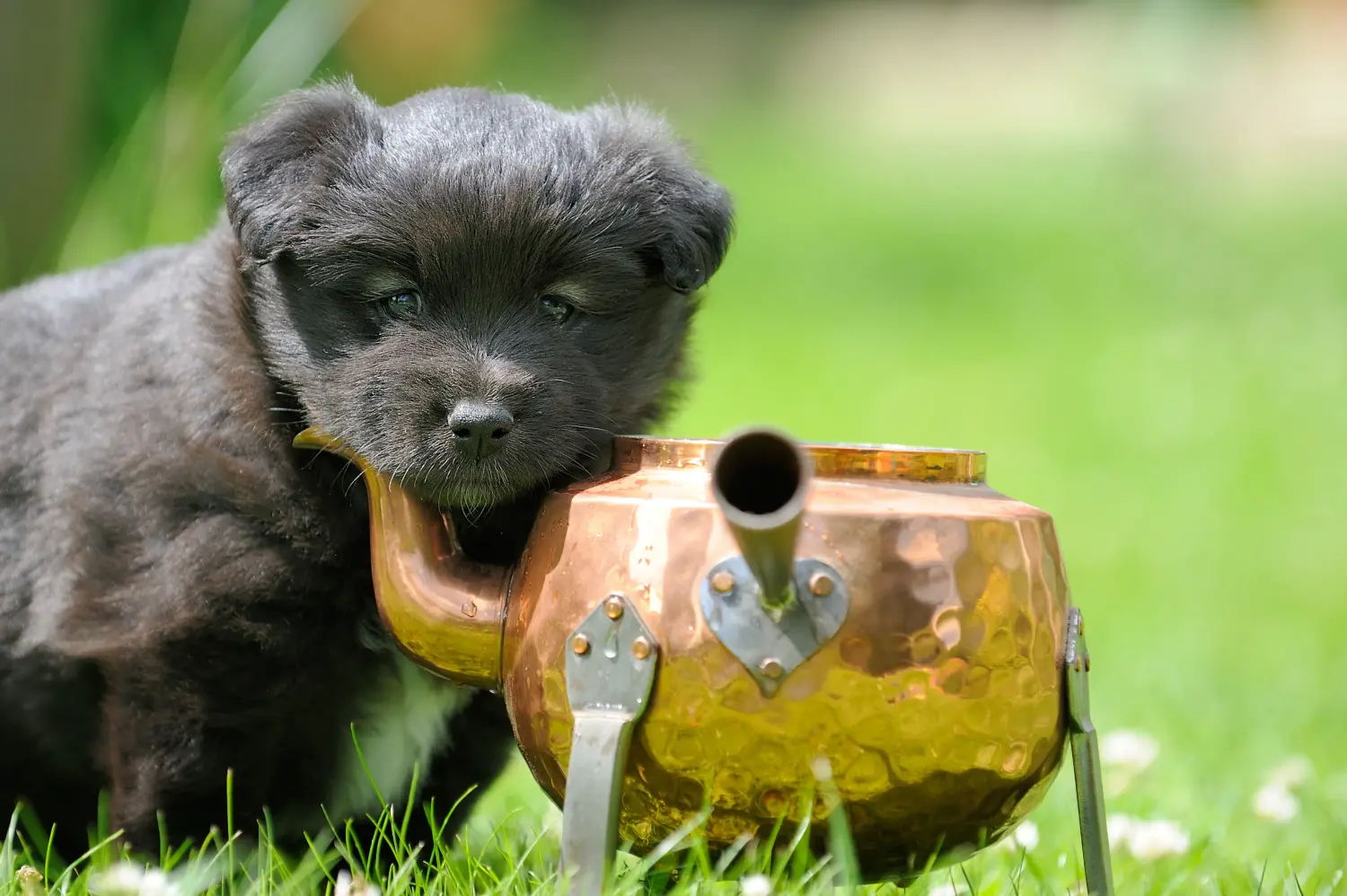Kupno szczeniaka rasy lapphund fiński oznacza wzięcie na siebie odpowiedzialności! Kup fińskie szczenięta Lapphund.