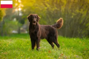 Read more about the article Hodowcy i szczenięta Flat Coated Retriever w Polska