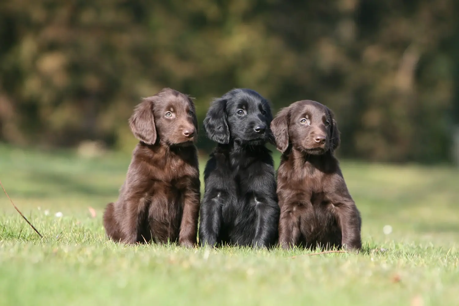 Zakup szczeniaka rasy Flat Coated Retriever oznacza wzięcie na siebie odpowiedzialności! Kup szczenięta rasy Flat Coated Retriever.