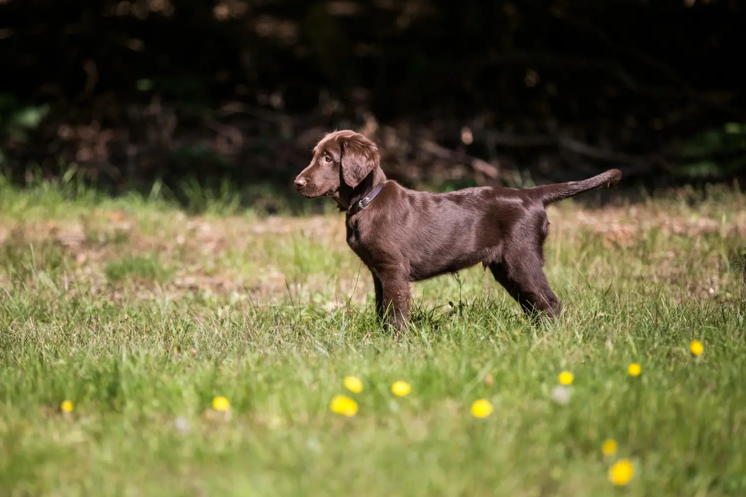 Zakup szczeniaka rasy Flat Coated Retriever oznacza wzięcie na siebie odpowiedzialności! Kup szczenięta rasy Flat Coated Retriever.