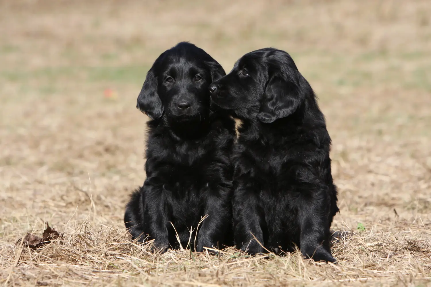 Zakup szczeniaka rasy Flat Coated Retriever oznacza wzięcie na siebie odpowiedzialności! Kup szczenięta rasy Flat Coated Retriever.