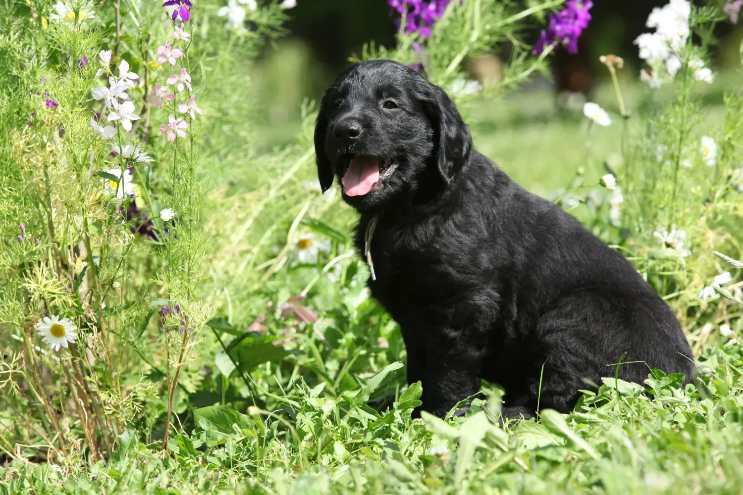 Zakup szczeniaka rasy Flat Coated Retriever oznacza wzięcie na siebie odpowiedzialności! Kup szczenięta rasy Flat Coated Retriever.