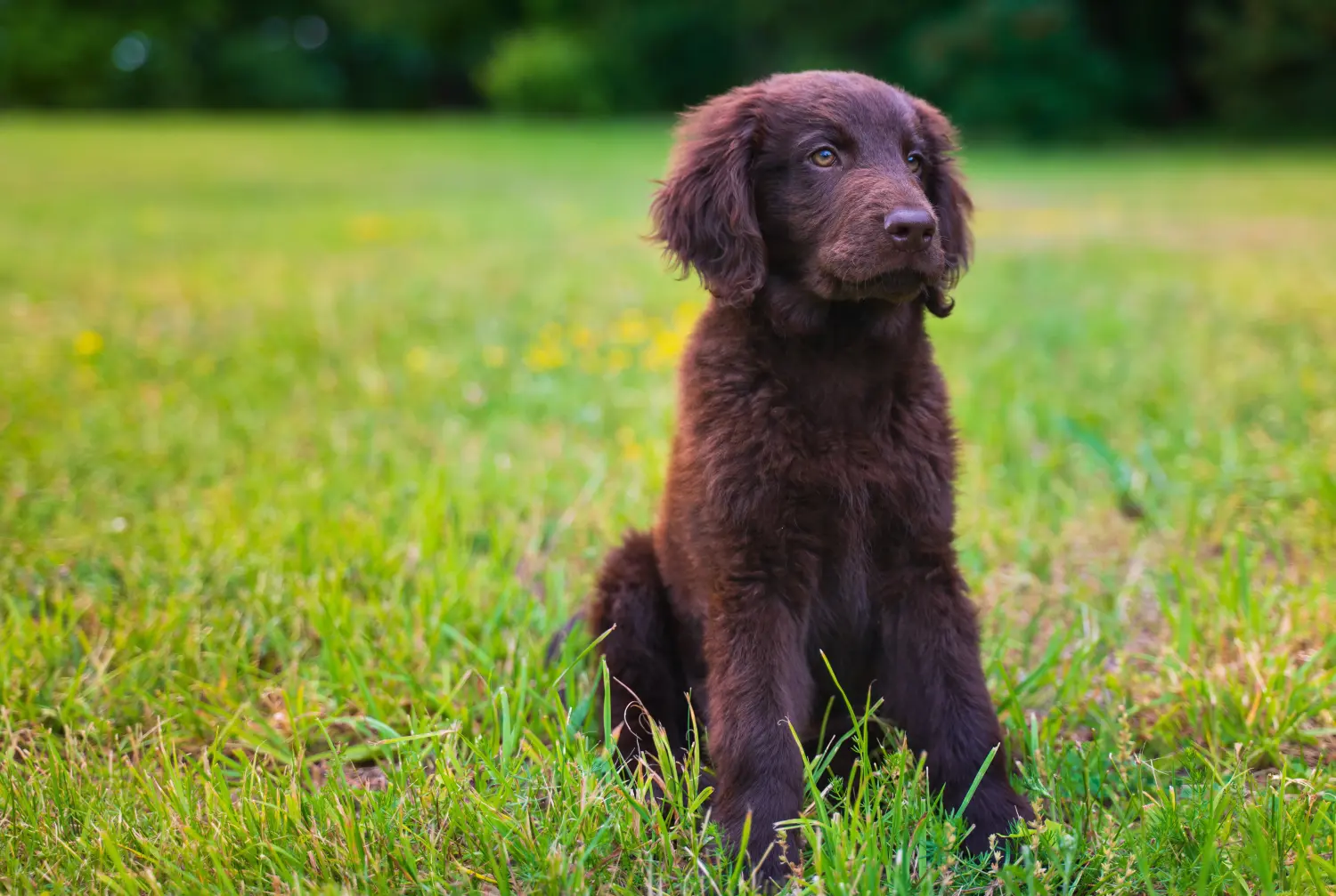 Zakup szczeniaka rasy Flat Coated Retriever oznacza wzięcie na siebie odpowiedzialności! Kup szczenięta rasy Flat Coated Retriever.