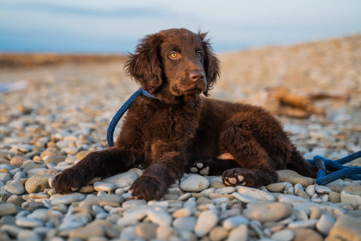 Zakup szczeniaka rasy Flat Coated Retriever oznacza wzięcie na siebie odpowiedzialności! Kup szczenięta rasy Flat Coated Retriever.