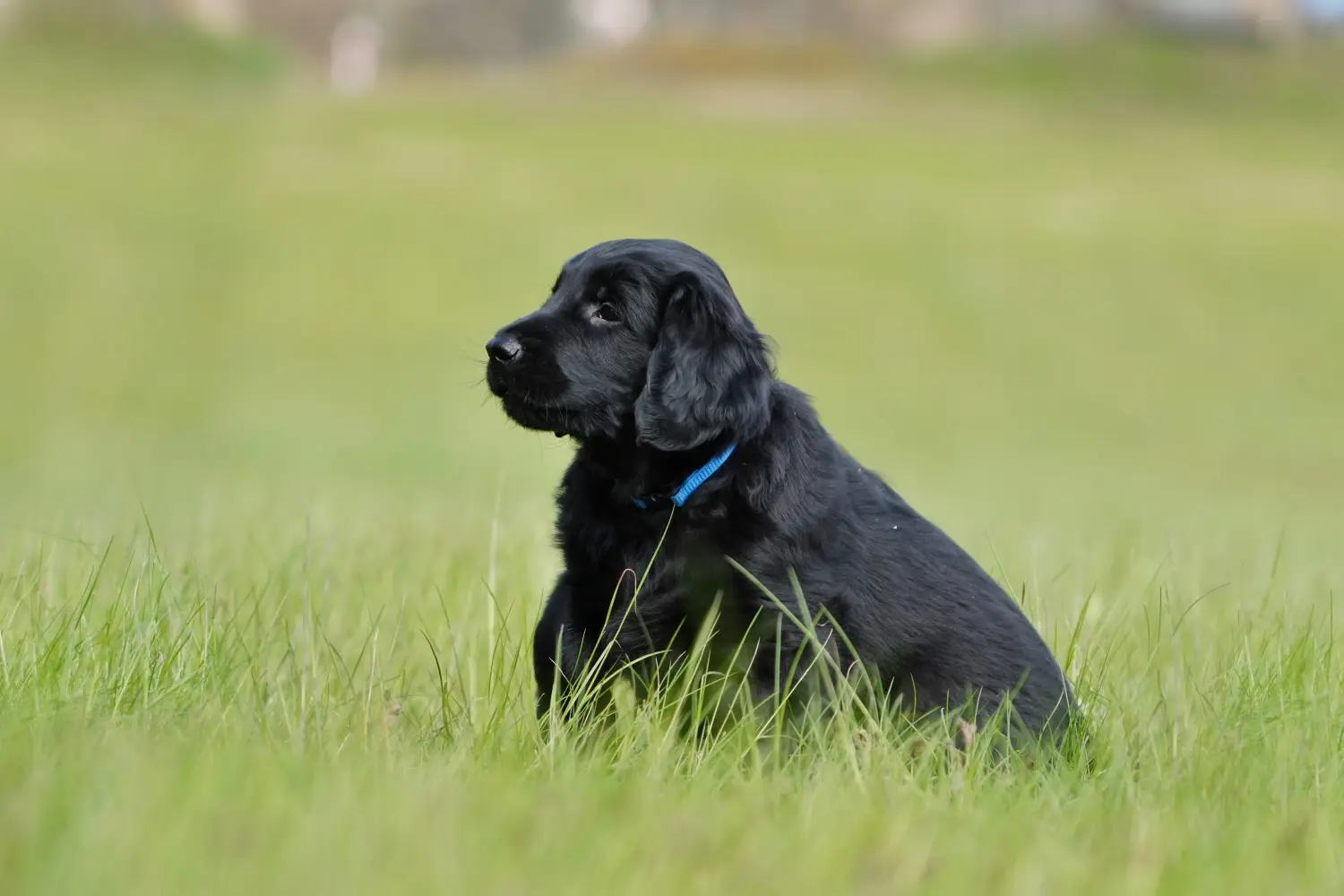 Zakup szczeniaka rasy Flat Coated Retriever oznacza wzięcie na siebie odpowiedzialności! Kup szczenięta rasy Flat Coated Retriever.