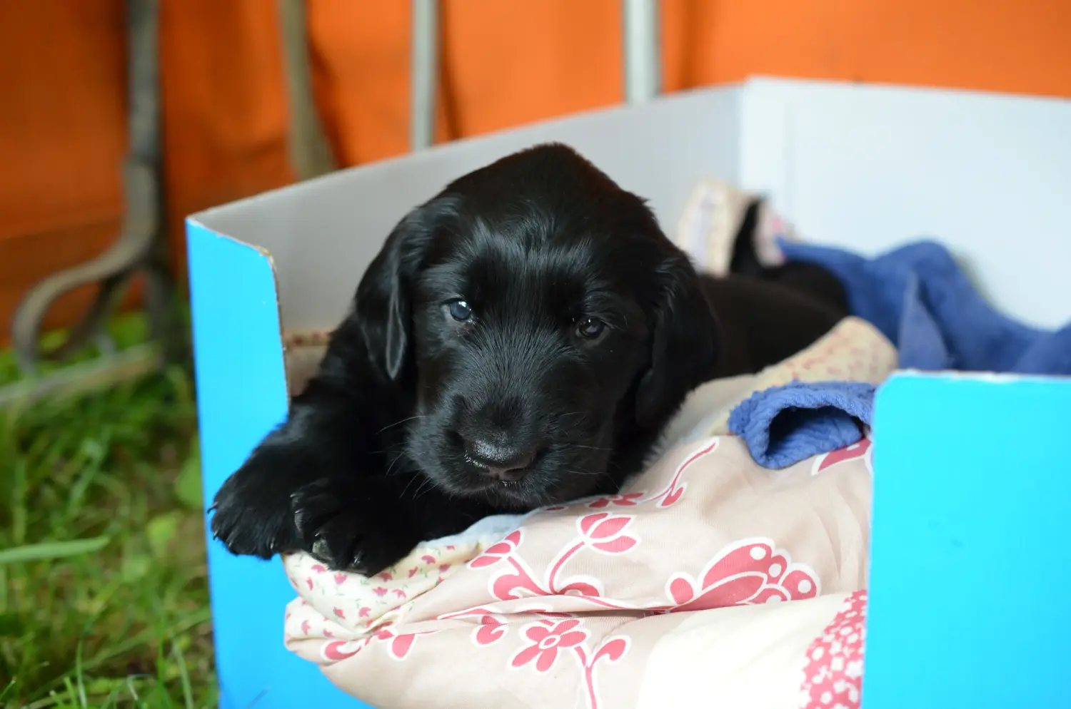 Zakup szczeniaka rasy Flat Coated Retriever oznacza wzięcie na siebie odpowiedzialności! Kup szczenięta rasy Flat Coated Retriever.