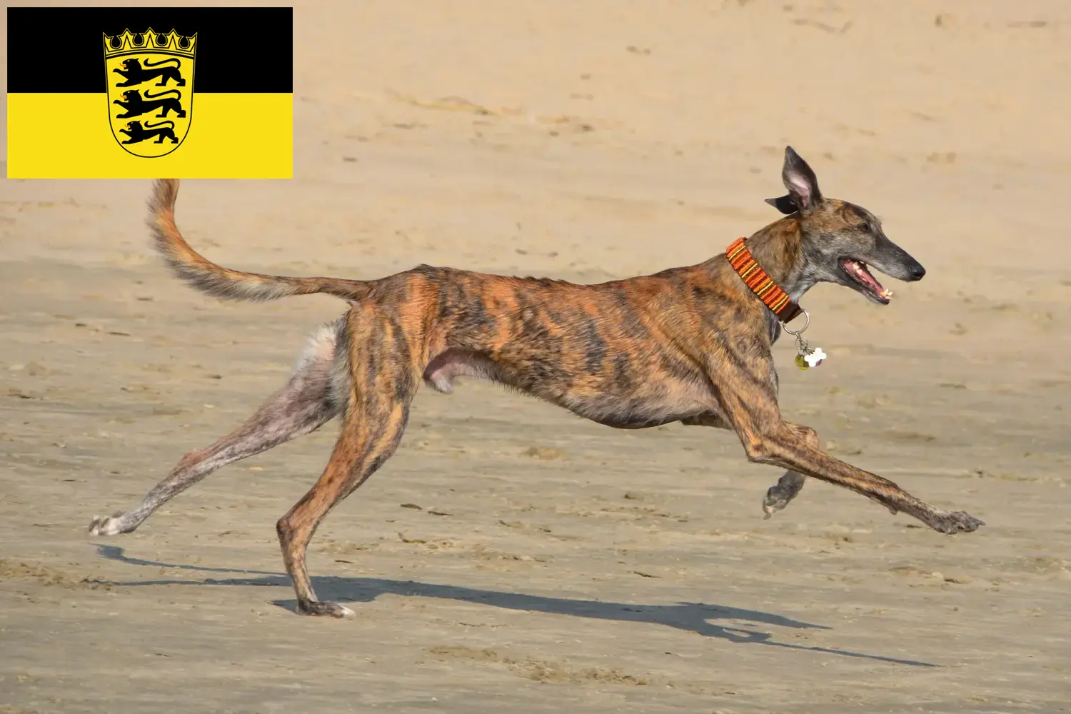Galgo Espanol szczenięta i hodowcy Badenia-Wirtembergia Tutaj znajdziesz hodowców rasy Galgo espanols w Badenia-Wirtembergia.