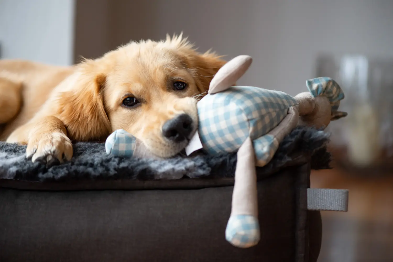 Kupno szczeniaka Golden Retriever oznacza wzięcie na siebie odpowiedzialności! Kup szczenięta rasy Golden Retriever.