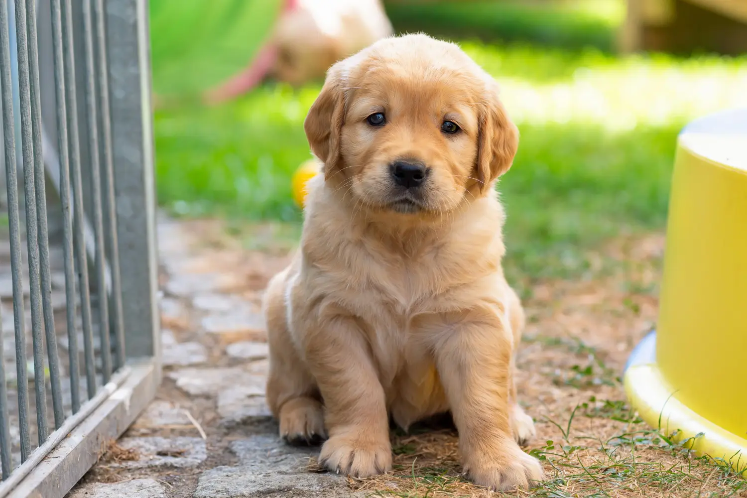 Kupno szczeniaka Golden Retriever oznacza wzięcie na siebie odpowiedzialności! Kup szczenięta rasy Golden Retriever.