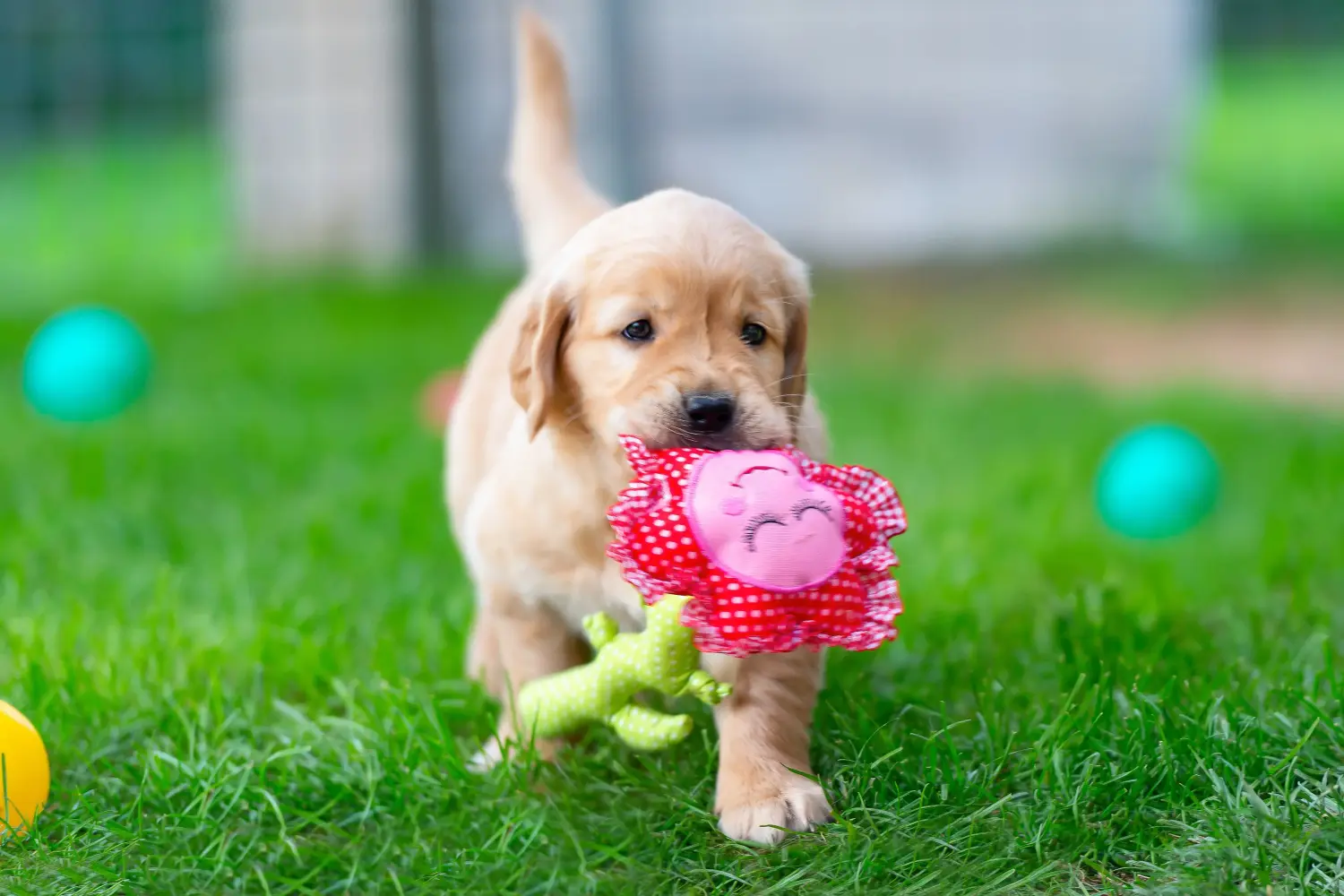 Kupno szczeniaka Golden Retriever oznacza wzięcie na siebie odpowiedzialności! Kup szczenięta rasy Golden Retriever.