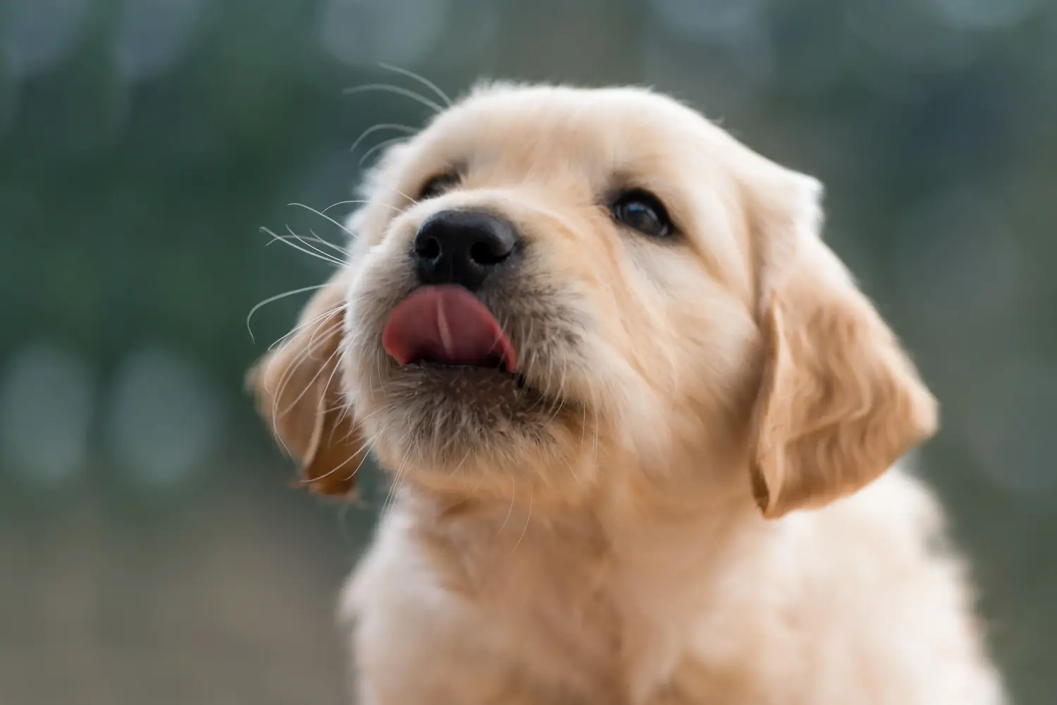 Kupno szczeniaka Golden Retriever oznacza wzięcie na siebie odpowiedzialności! Kup szczenięta rasy Golden Retriever.