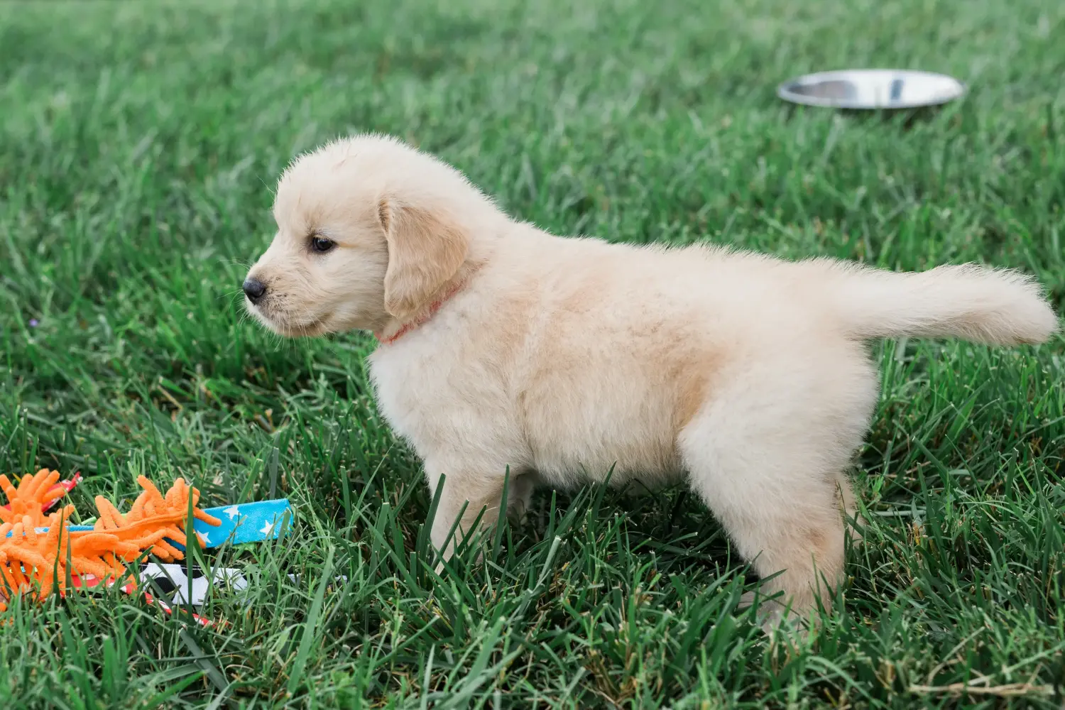 Kupno szczeniaka Golden Retriever oznacza wzięcie na siebie odpowiedzialności! Kup szczenięta rasy Golden Retriever.