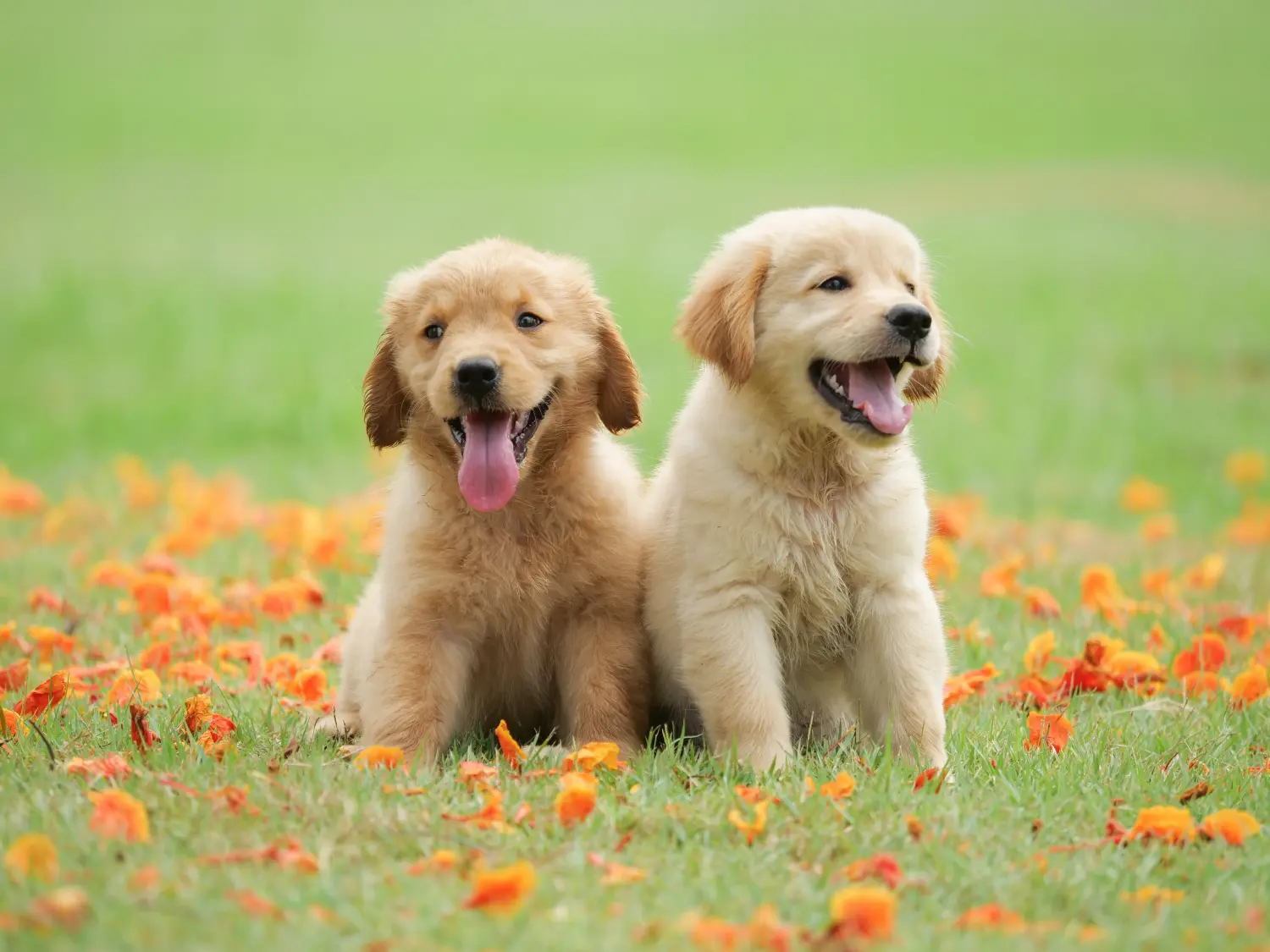 Kupno szczeniaka Golden Retriever oznacza wzięcie na siebie odpowiedzialności! Kup szczenięta rasy Golden Retriever.