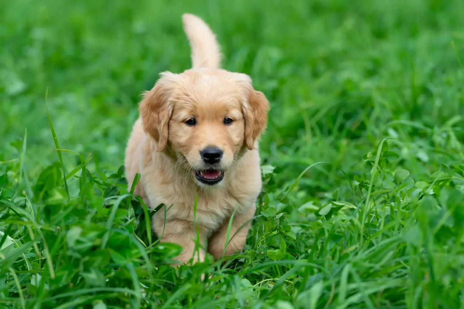 Kupno szczeniaka Golden Retriever oznacza wzięcie na siebie odpowiedzialności! Kup szczenięta rasy Golden Retriever.