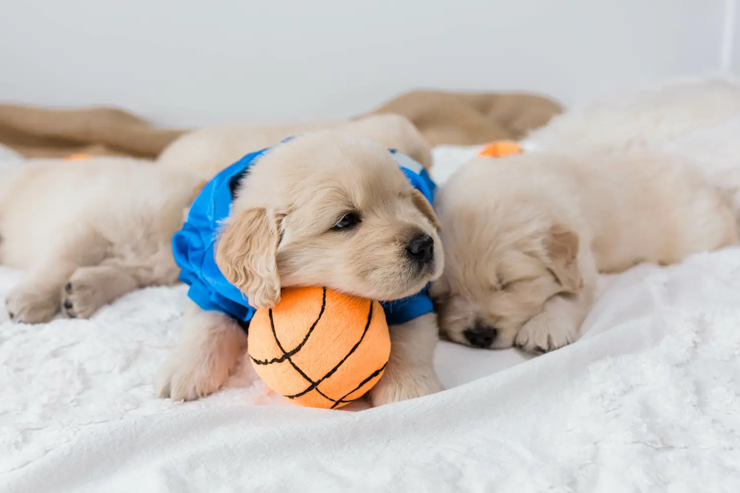 Kupno szczeniaka Golden Retriever oznacza wzięcie na siebie odpowiedzialności! Kup szczenięta rasy Golden Retriever.