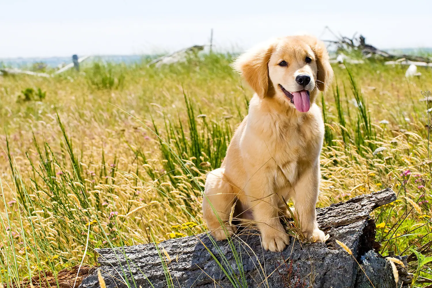 Kupno szczeniaka Golden Retriever oznacza wzięcie na siebie odpowiedzialności! Kup szczenięta rasy Golden Retriever.