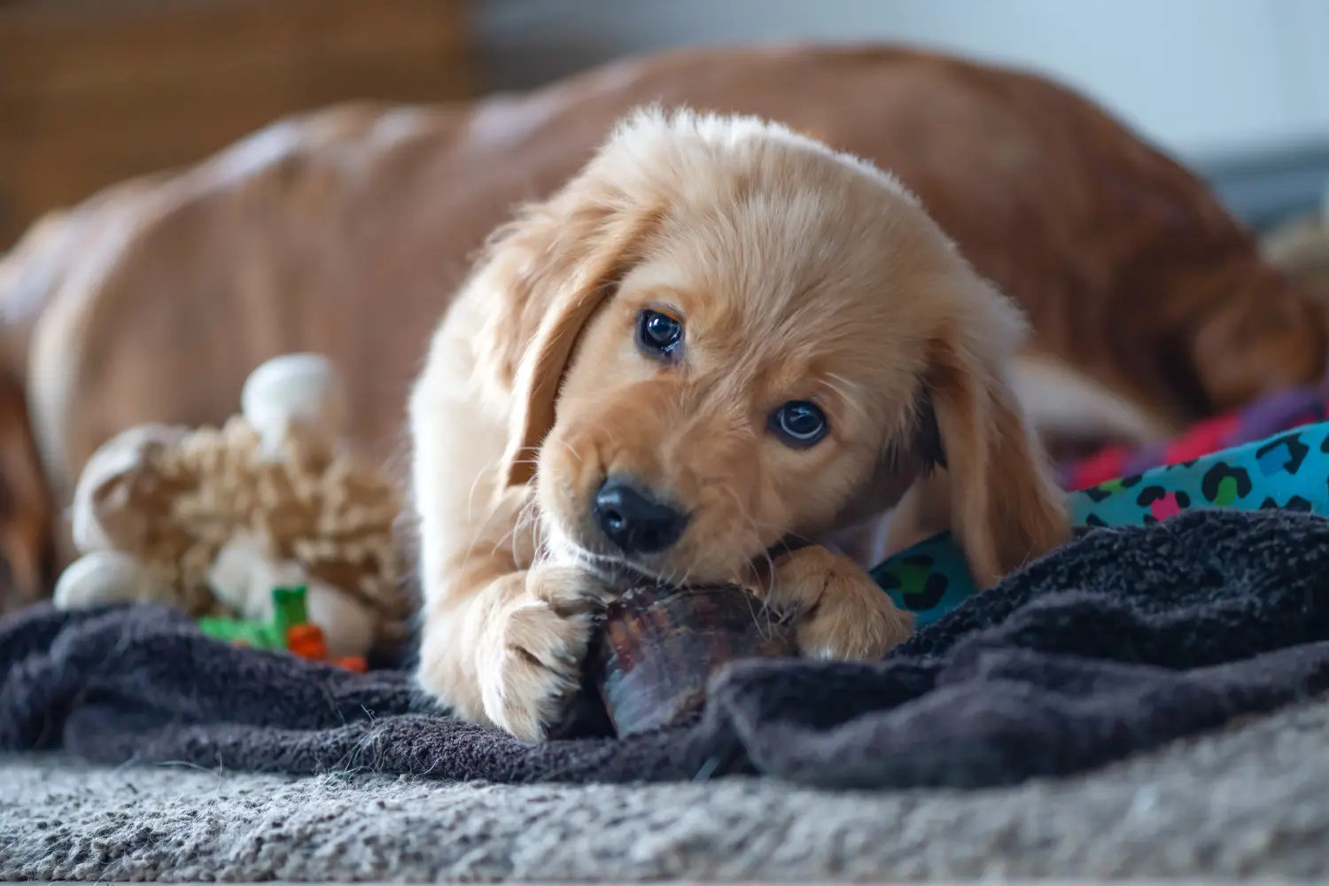 Kupno szczeniaka Golden Retriever oznacza wzięcie na siebie odpowiedzialności! Kup szczenięta rasy Golden Retriever.
